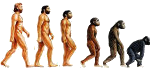 Histoire évolutive des homininés - Dessinateur inconnu